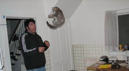 Cat flying towards man, who is screaming in terror.