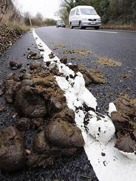 Photo: pile of manure with road line markings painted right over the top